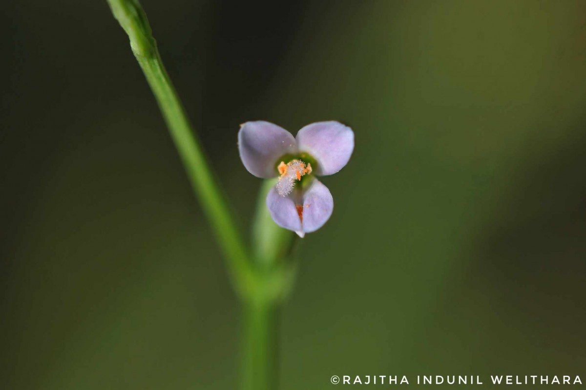 Canscora diffusa (Vahl) R.Br. ex Roem. & Schult.