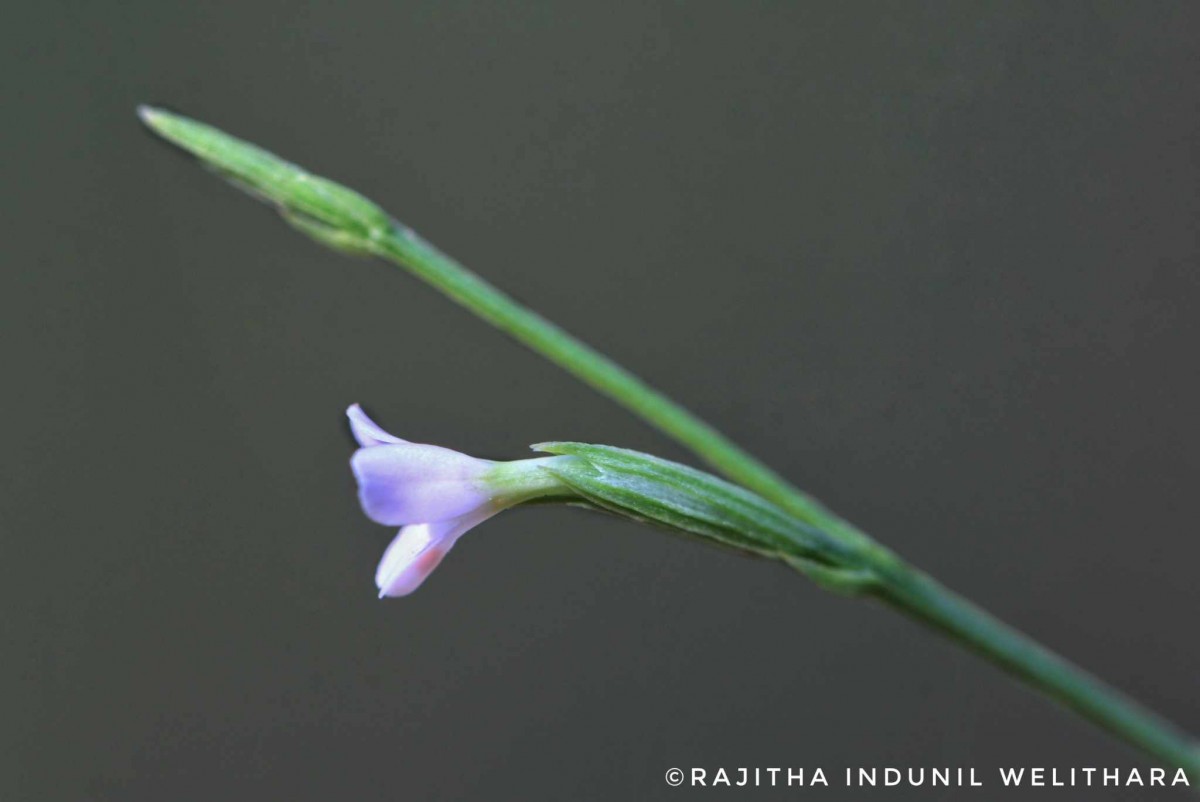 Canscora diffusa (Vahl) R.Br. ex Roem. & Schult.