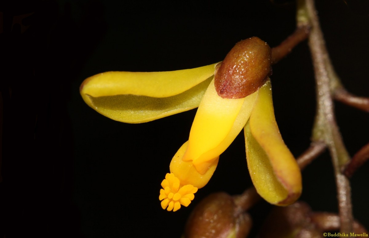 Polygala arillata Buch.-Ham. ex D.Don