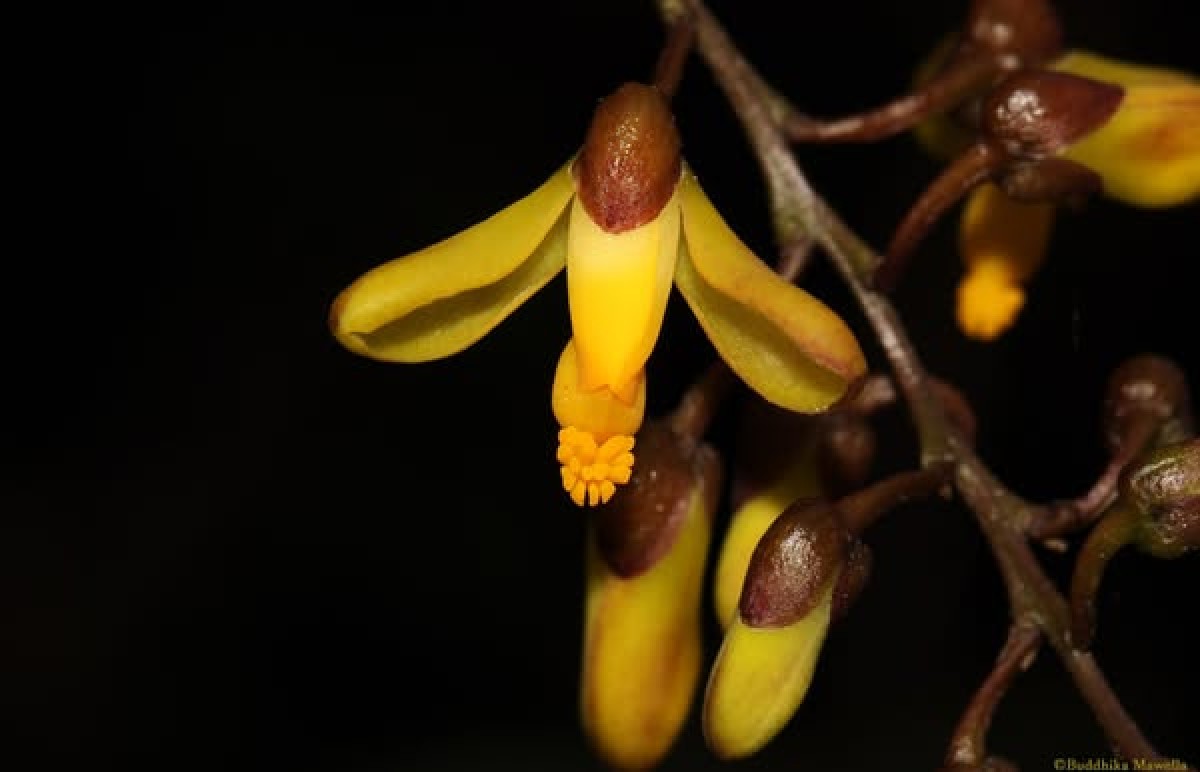 Polygala arillata Buch.-Ham. ex D.Don