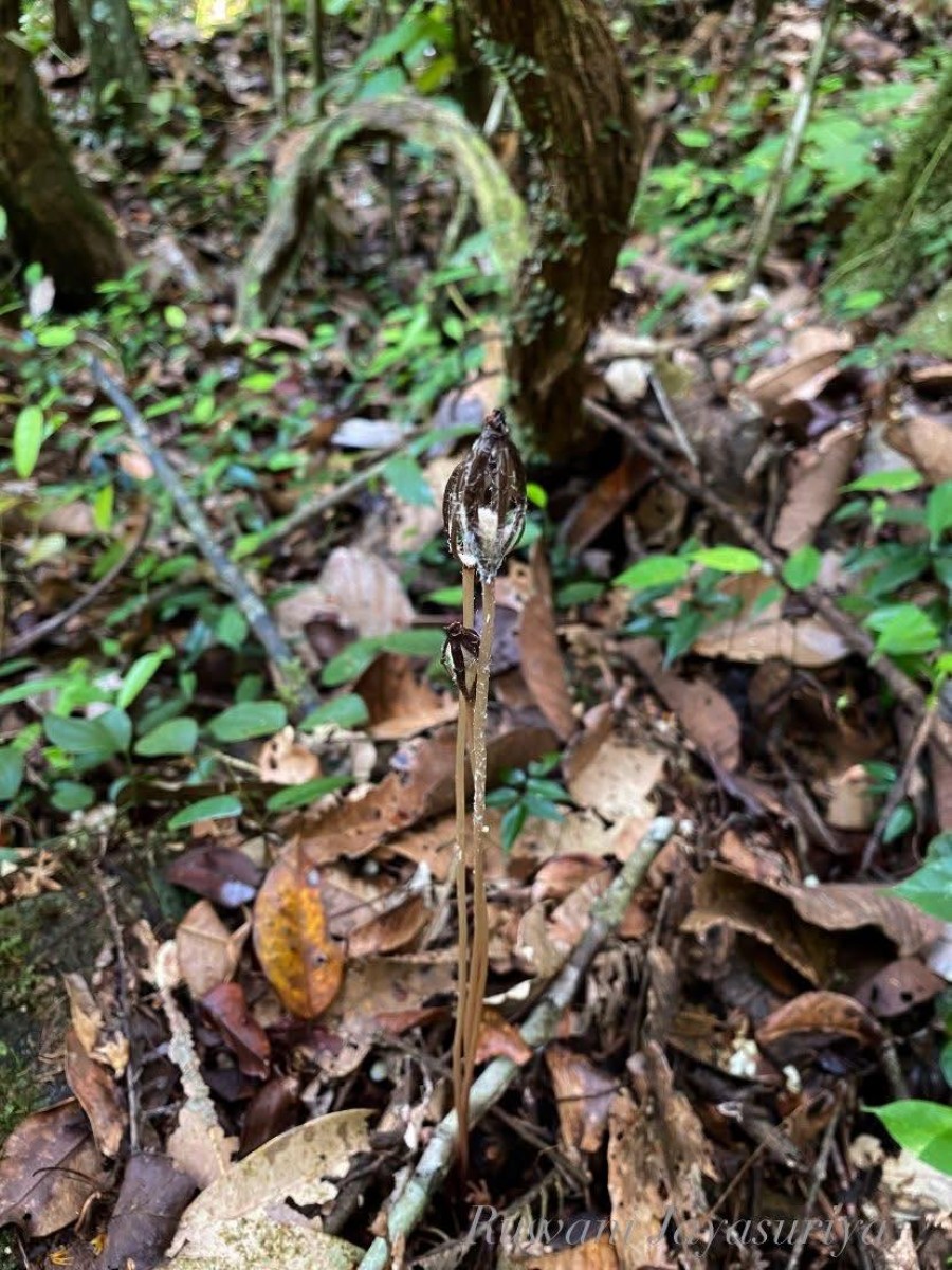 Gastrodia pushparaga Gopallawa, Perera & Madola