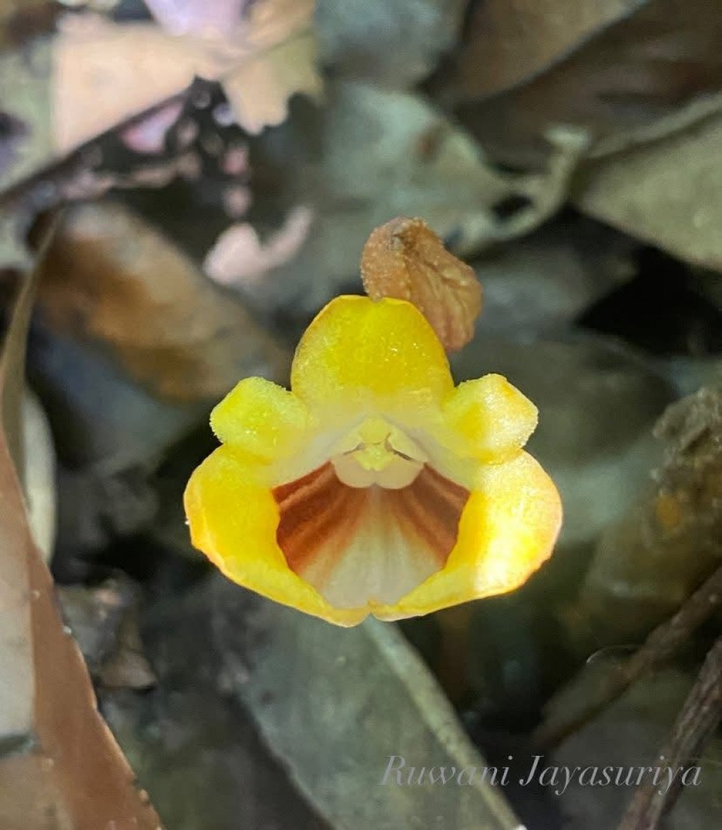 Gastrodia pushparaga Gopallawa, Perera & Madola
