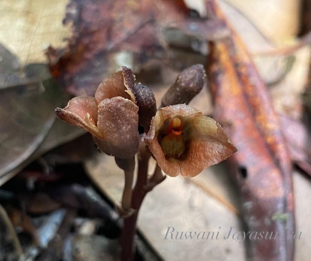 Gastrodia munasinghae Atthanagoda, C.Bandara & Kumar