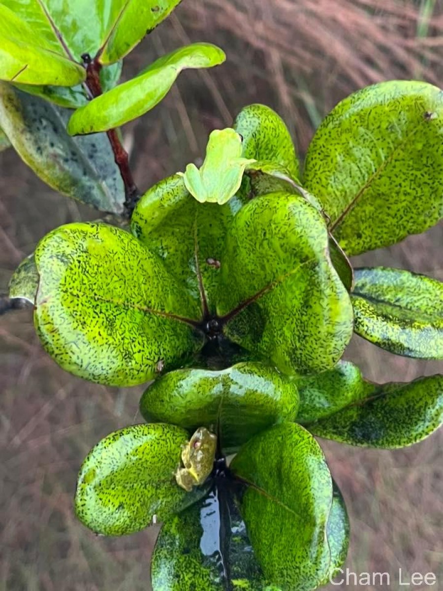 Syzygium revolutum subsp. cyclophyllum (Alston) P.S.Ashton