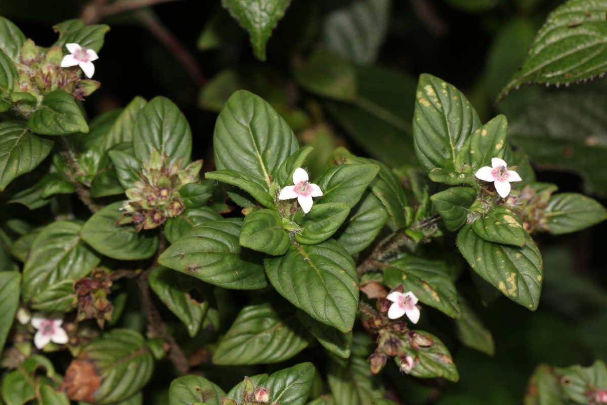 Knoxia platycarpa var. hirsuta (Arn.) Thwaites