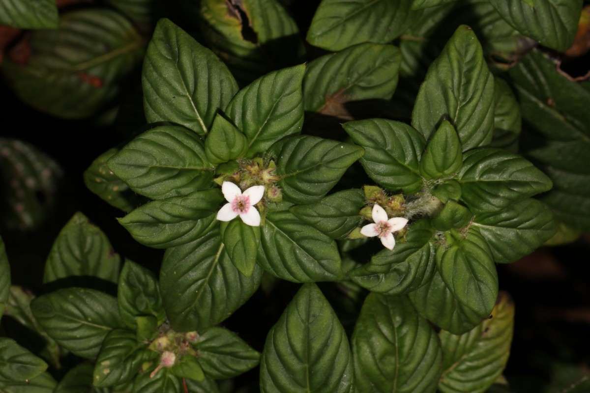 Knoxia platycarpa var. hirsuta (Arn.) Thwaites