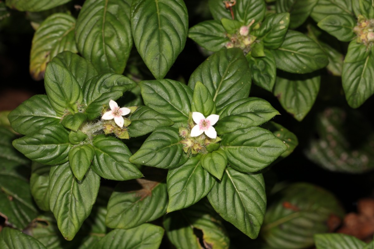 Knoxia platycarpa var. hirsuta (Arn.) Thwaites