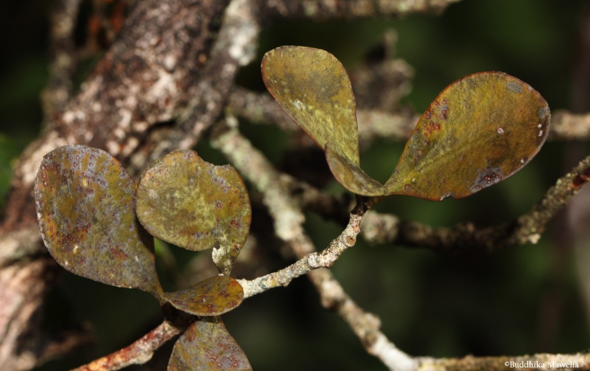 Taxillus sclerophyllus Danser