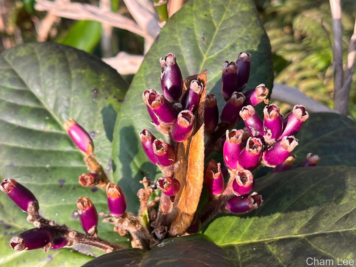 Symplocos cordifolia Thwaites