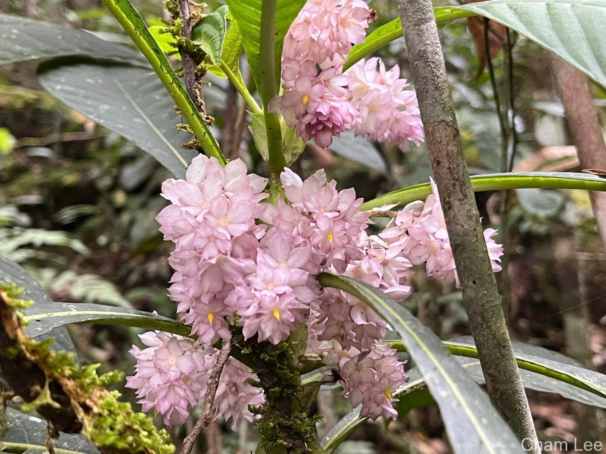 Rhynchotechum permolle (Nees) B.L.Burtt