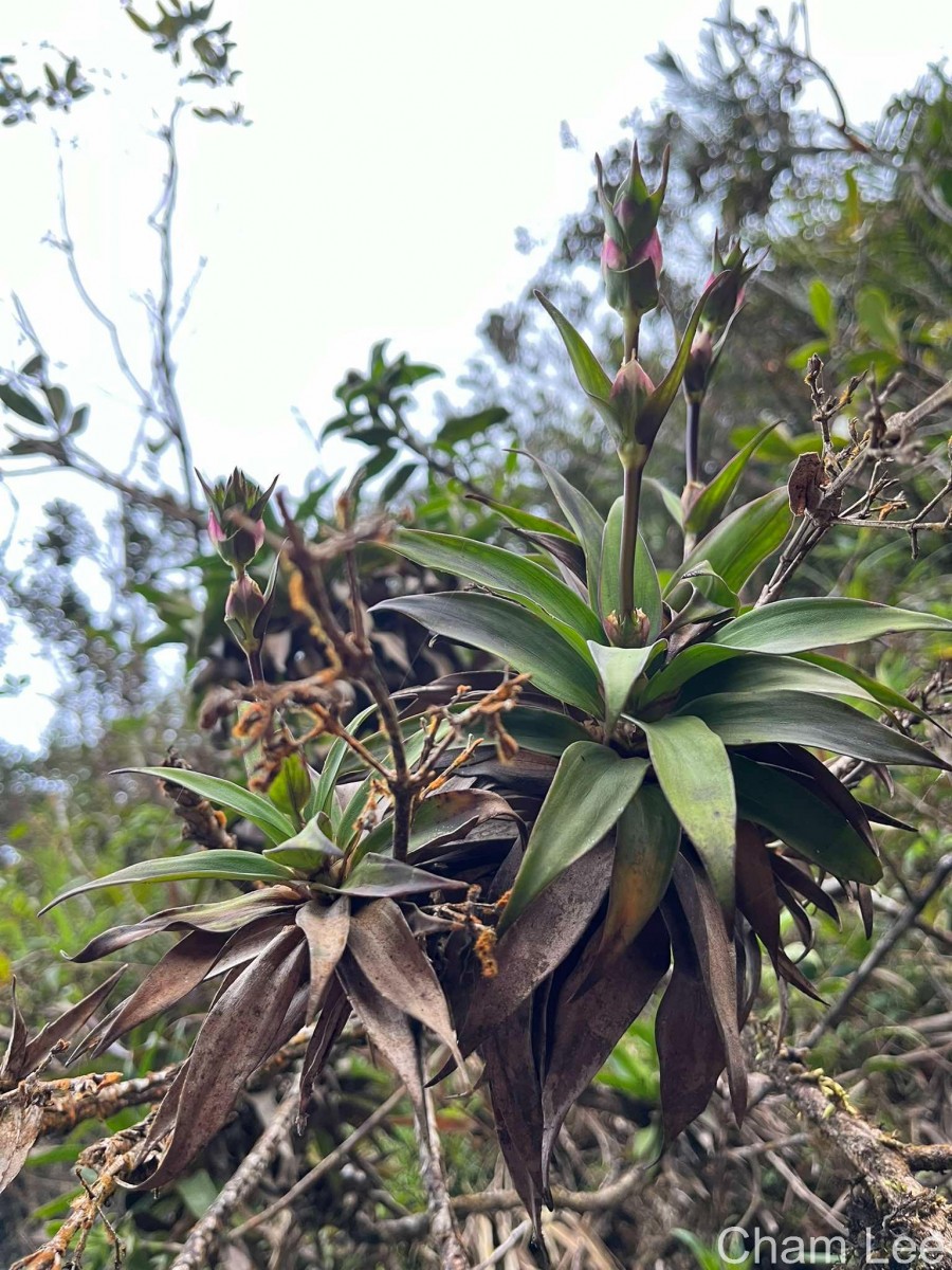 Hedyotis gardneri Thwaites