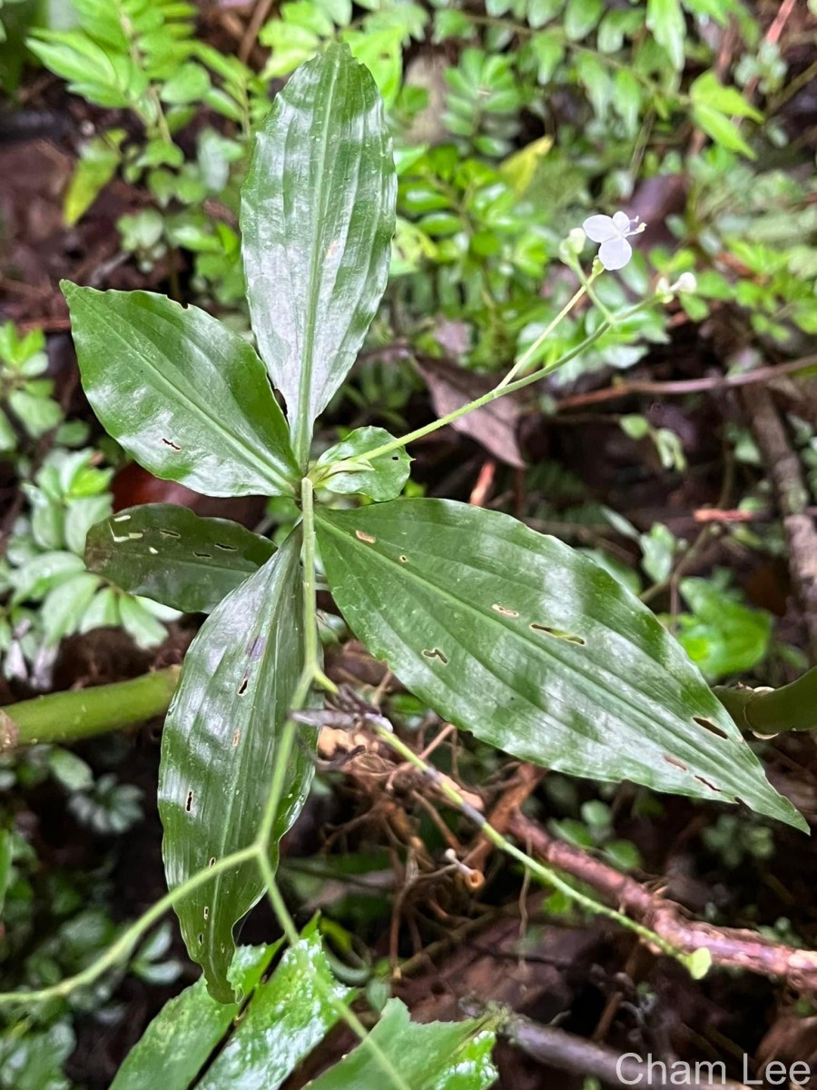 Dictyospermum montanum Wight