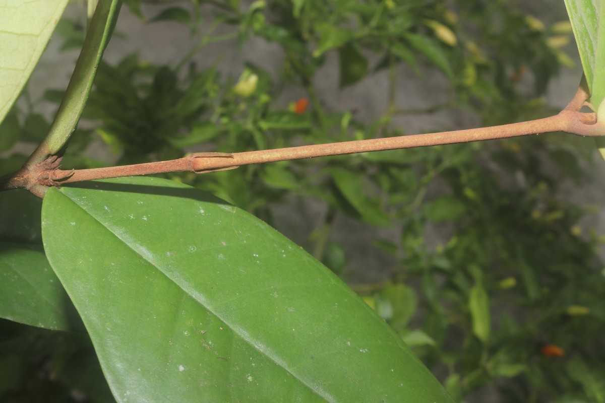 Eugenia sp. (BS)