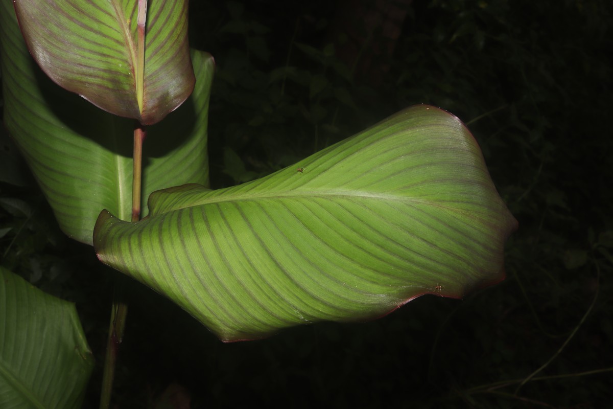 Canna indica L.