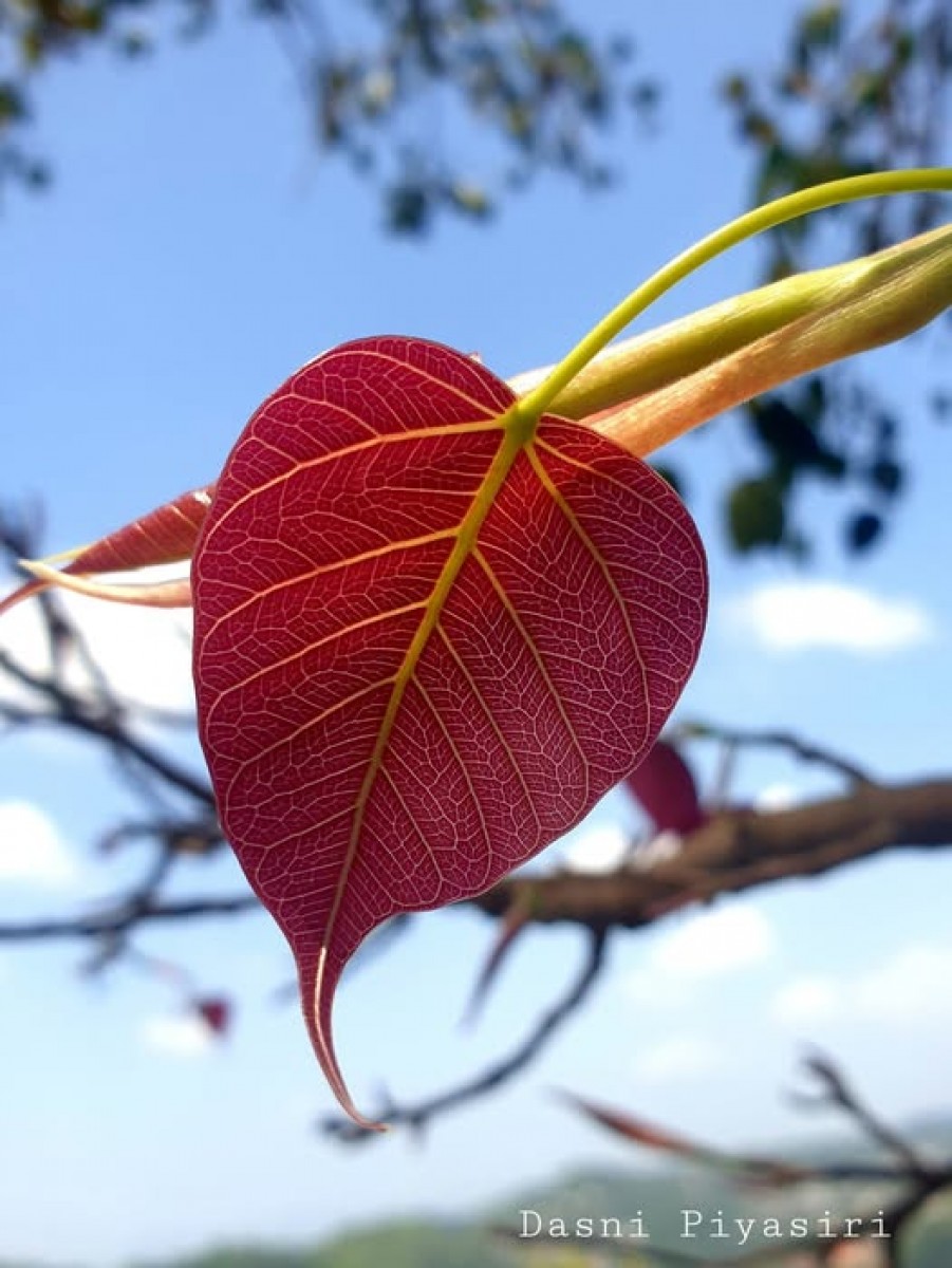 Ficus religiosa L.