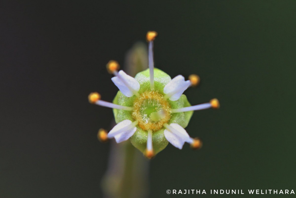 Combretum albidum G.DonRoxb. ex G.Don