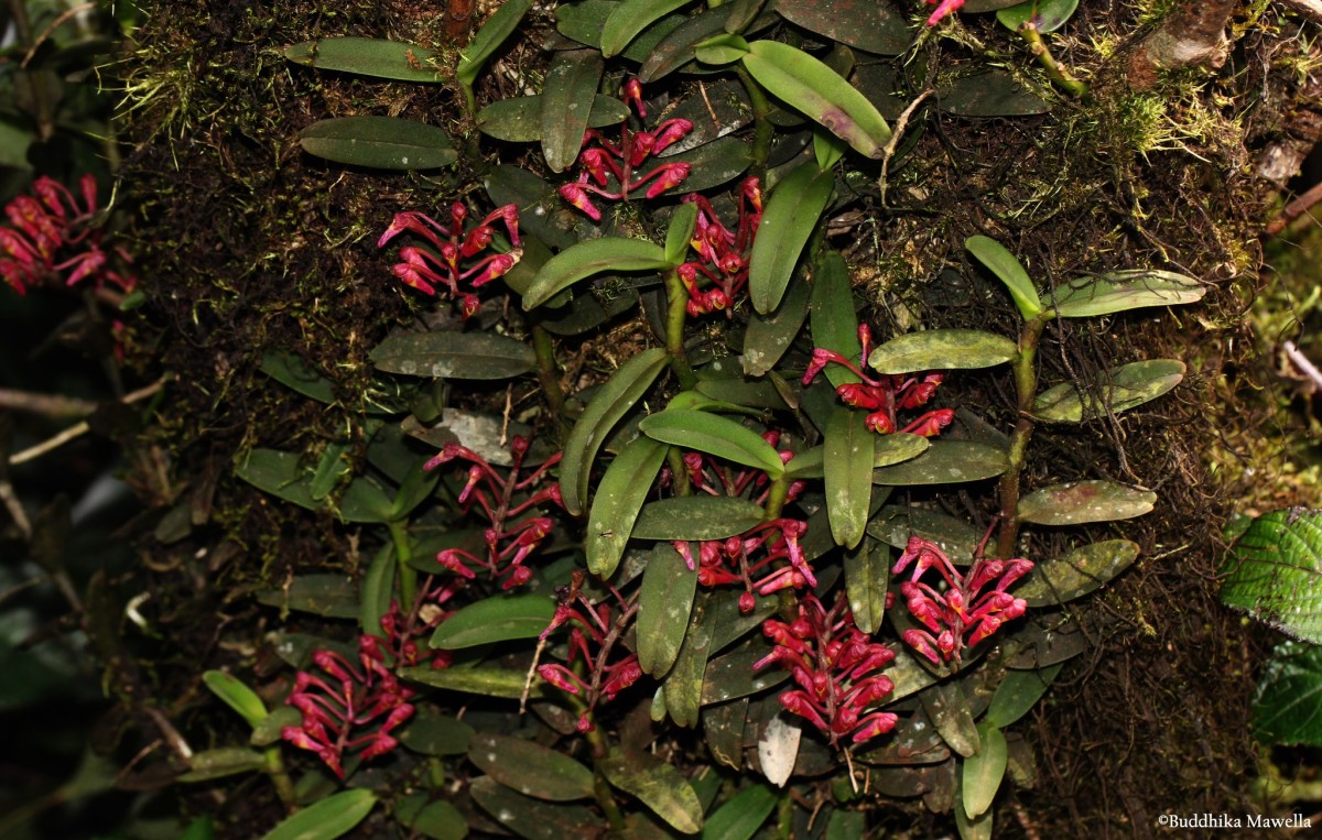 Robiquetia brevifolia (Lindl.) Garay