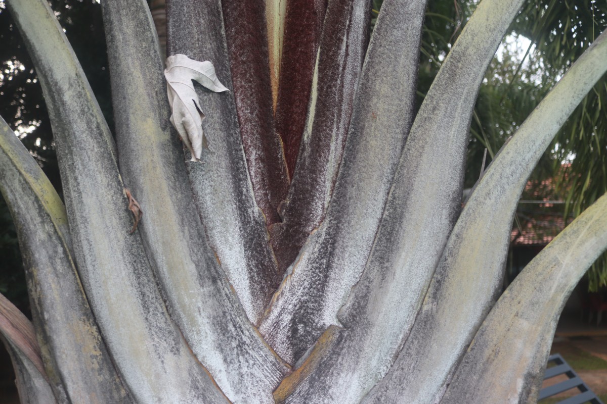 Chrysalidocarpus decaryi (Jum.) Eiserhardt & W.J.Baker