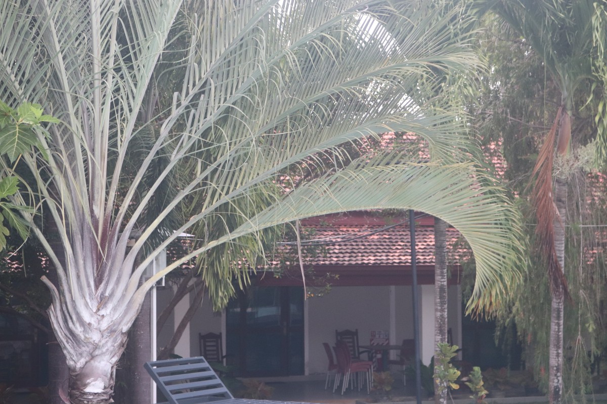 Chrysalidocarpus decaryi (Jum.) Eiserhardt & W.J.Baker
