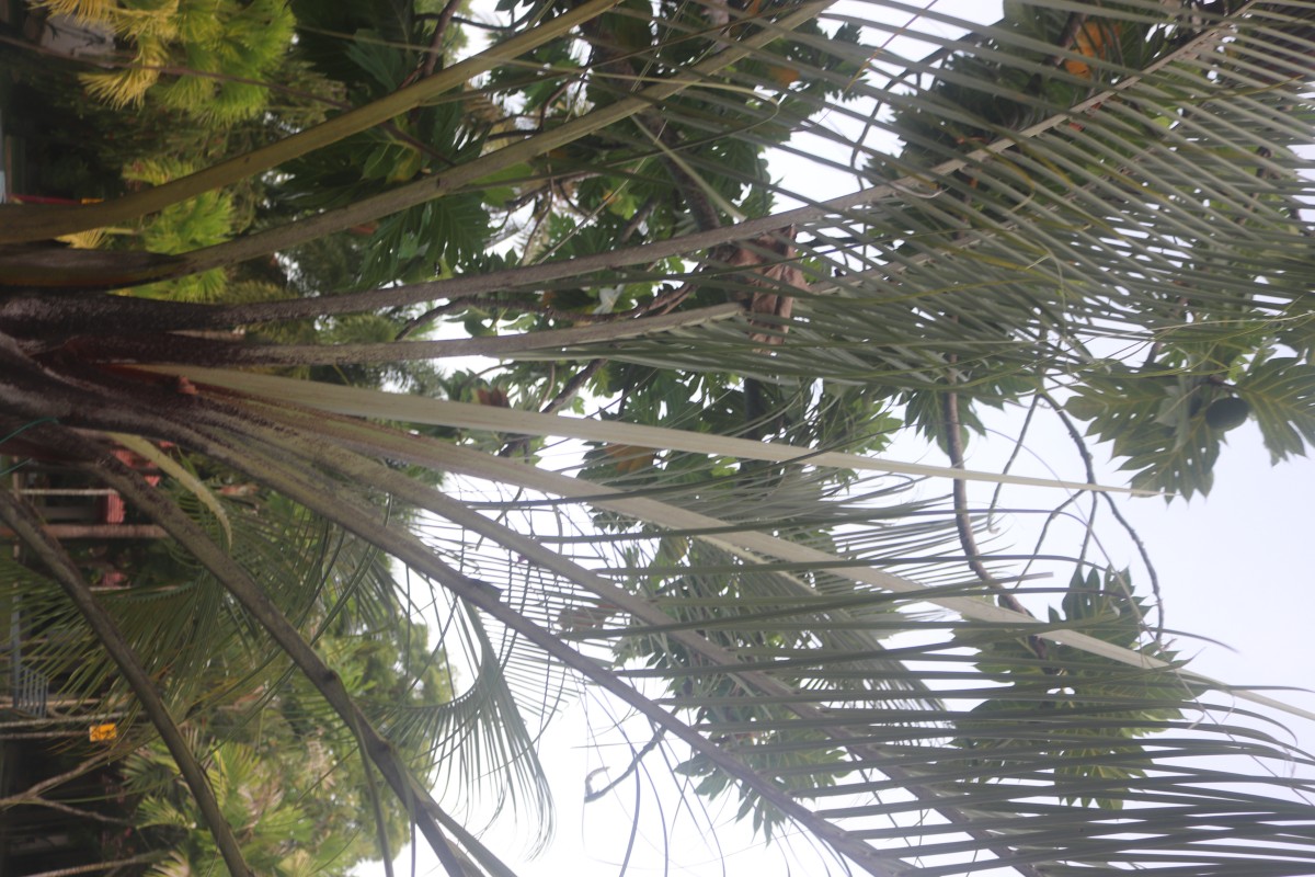 Chrysalidocarpus decaryi (Jum.) Eiserhardt & W.J.Baker
