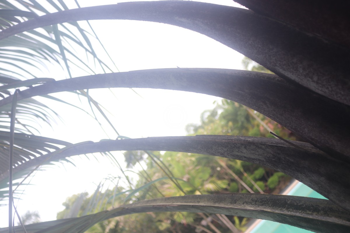 Chrysalidocarpus decaryi (Jum.) Eiserhardt & W.J.Baker