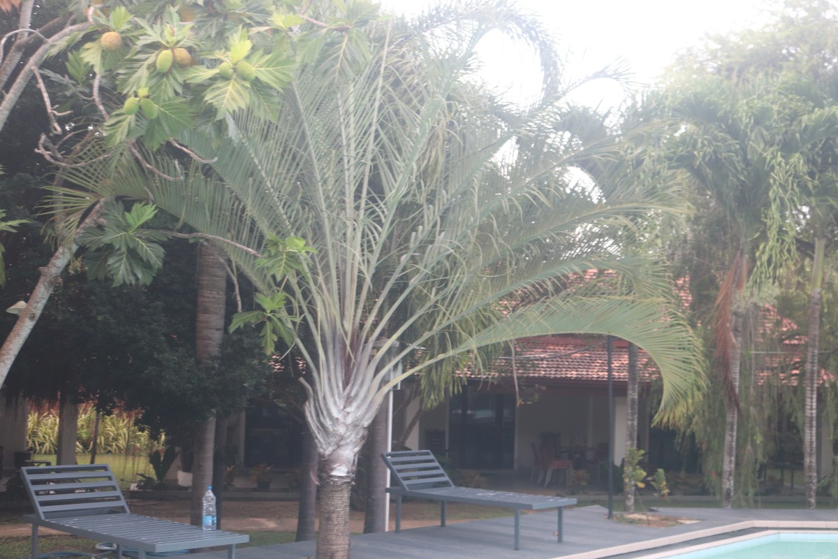 Chrysalidocarpus decaryi (Jum.) Eiserhardt & W.J.Baker