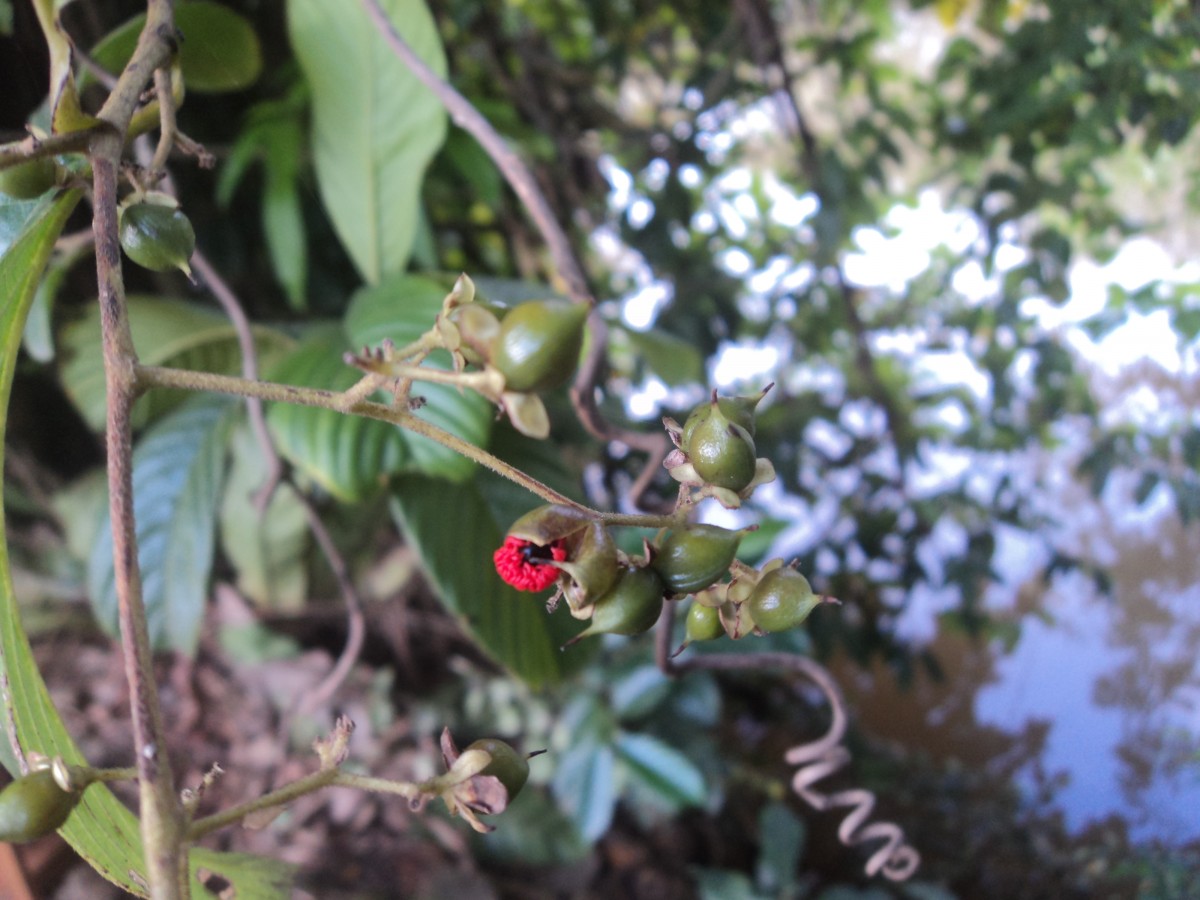Tetracera sarmentosa (L.) Vahl