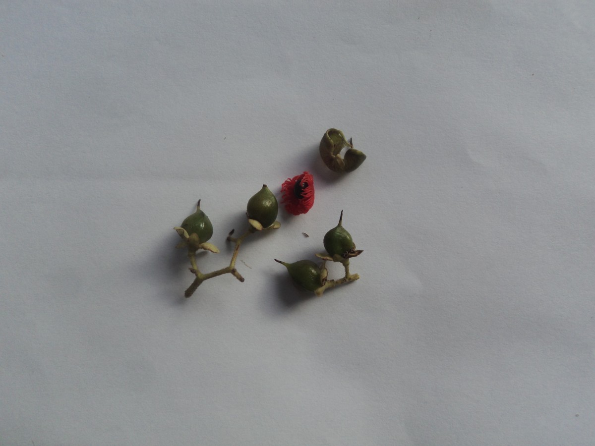 Tetracera sarmentosa (L.) Vahl