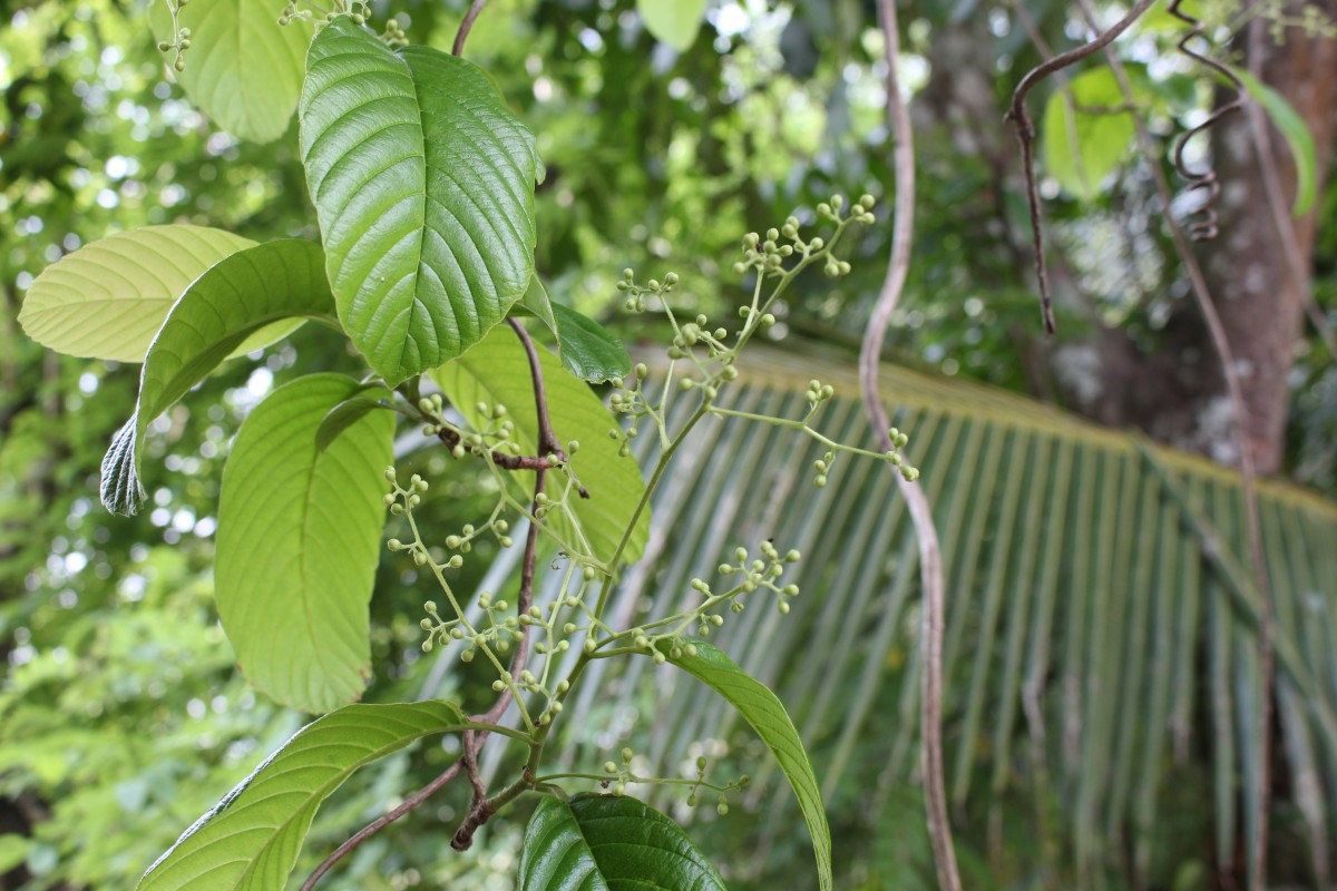 Tetracera sarmentosa (L.) Vahl