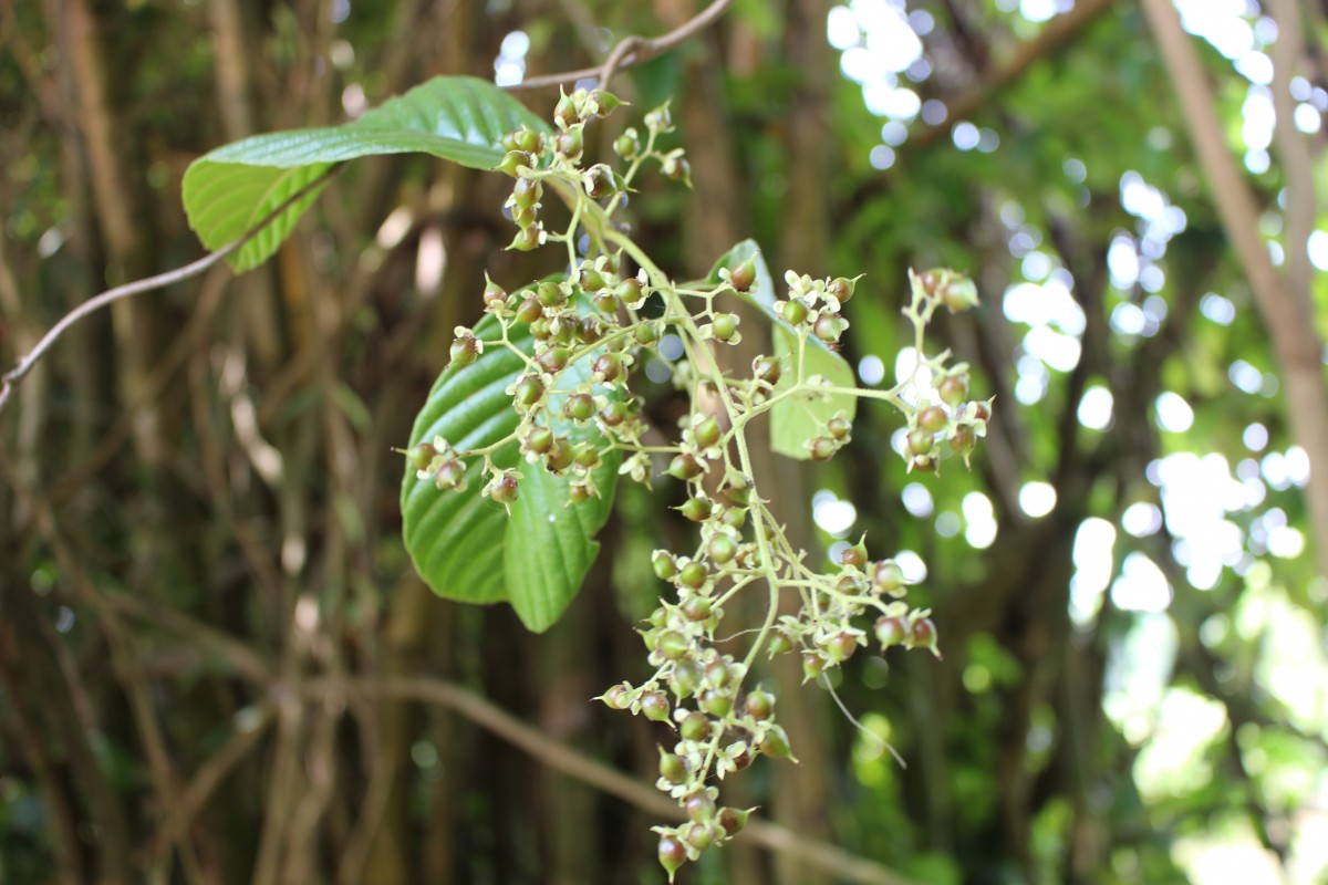 Tetracera sarmentosa (L.) Vahl