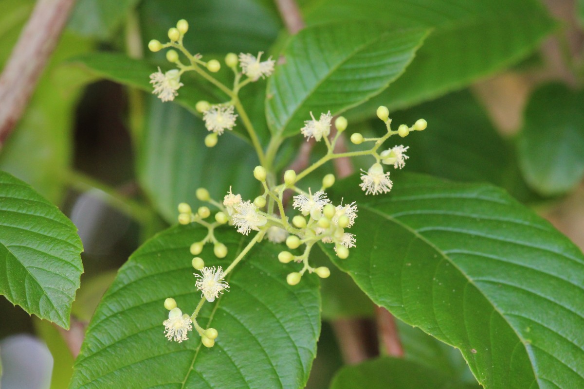 Tetracera sarmentosa (L.) Vahl