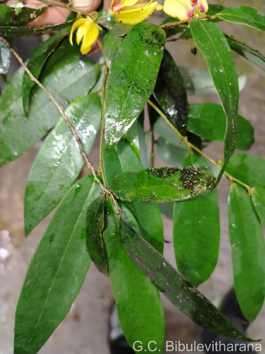 Desmos elegans (Thwaites) Saff.