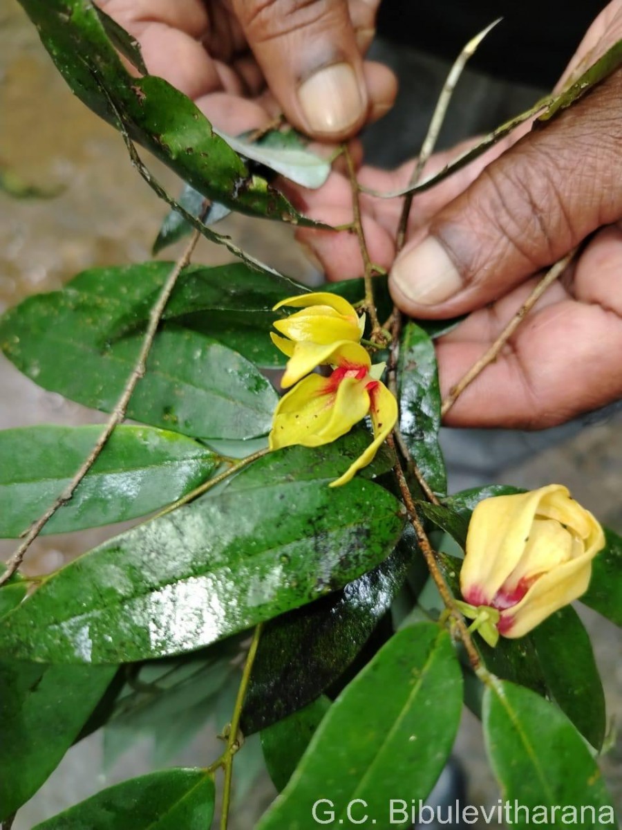 Desmos elegans (Thwaites) Saff.