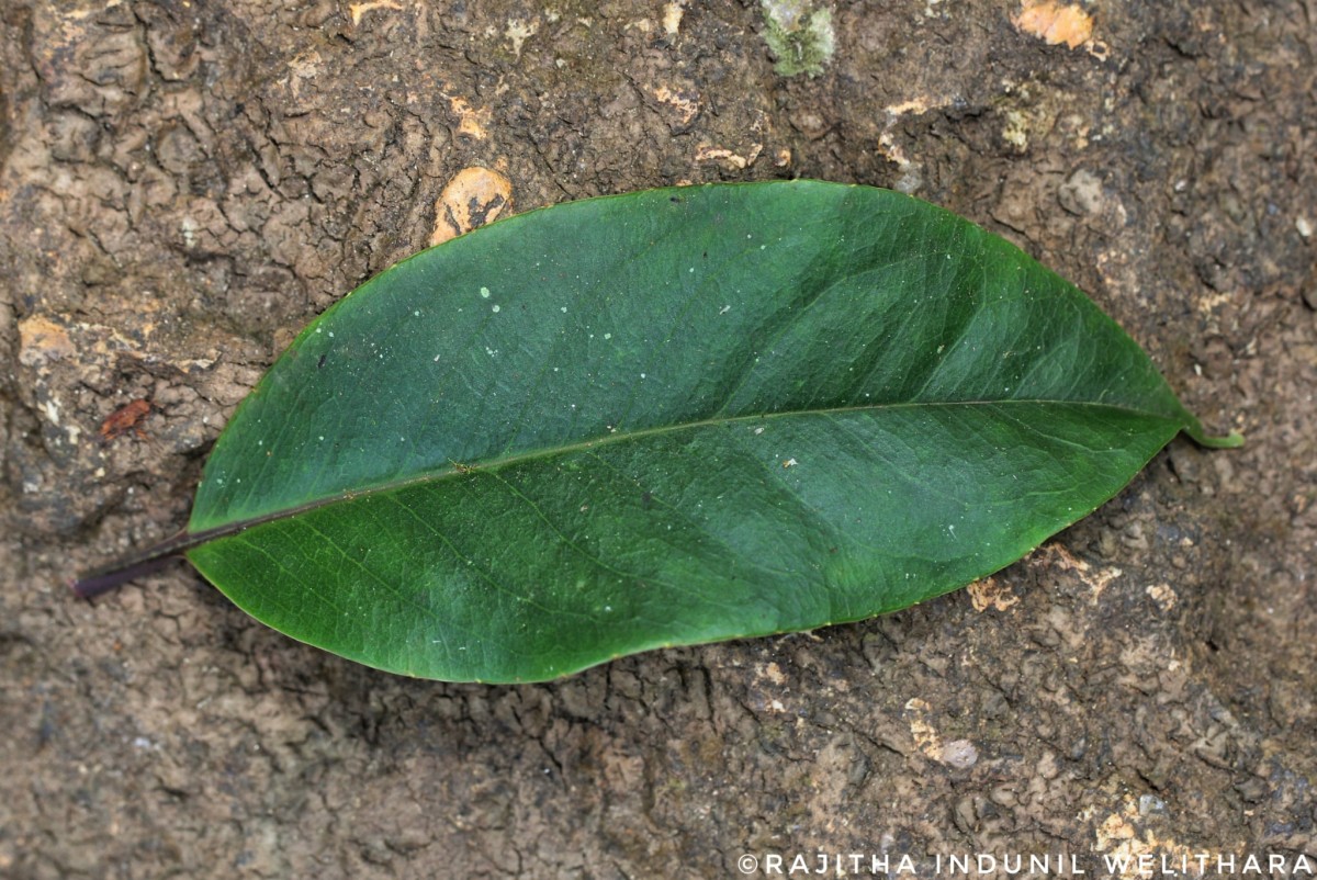 Kadsura heteroclita (Roxb.) Craib