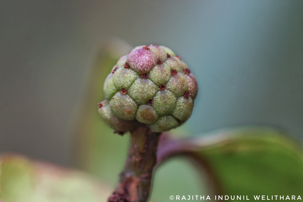 Kadsura heteroclita (Roxb.) Craib