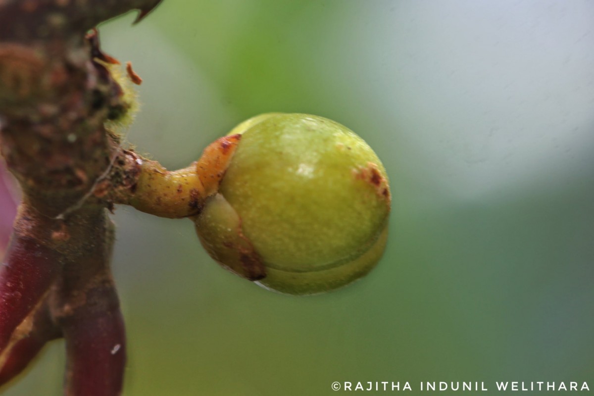 Kadsura heteroclita (Roxb.) Craib