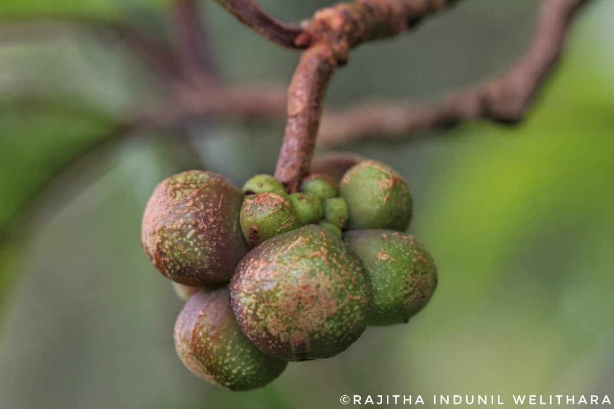 Kadsura heteroclita (Roxb.) Craib