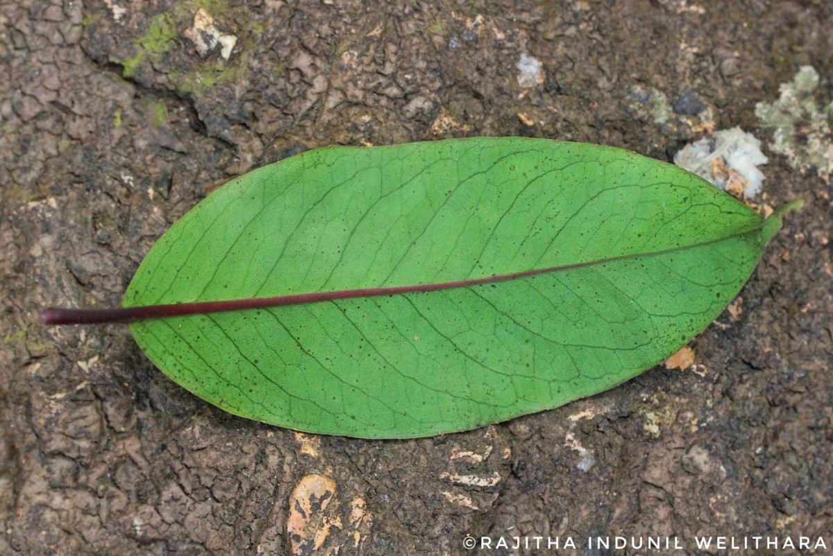 Kadsura heteroclita (Roxb.) Craib