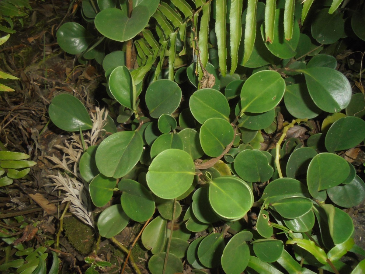 Peperomia obtusifolia (L.) A.Dietr.