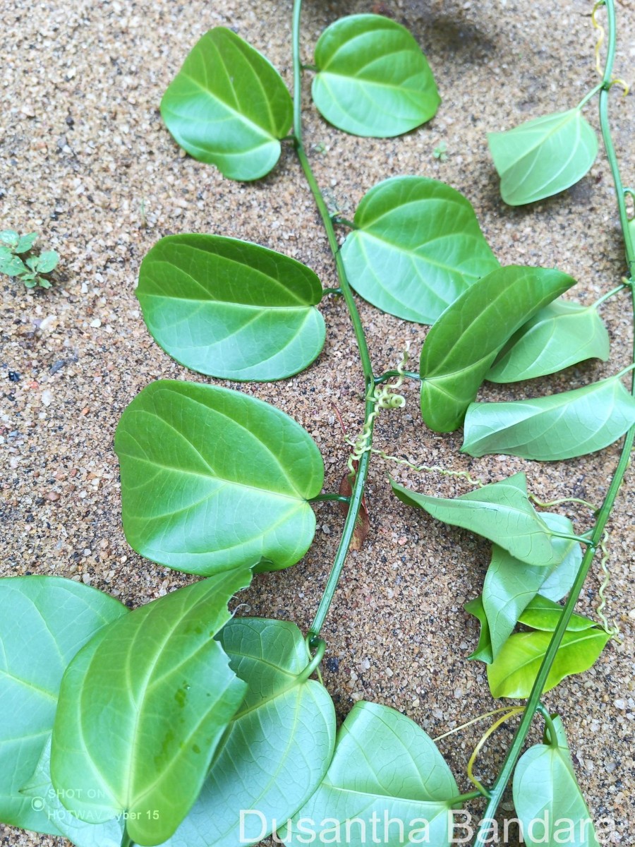 Zanonia indica subsp. indica L.