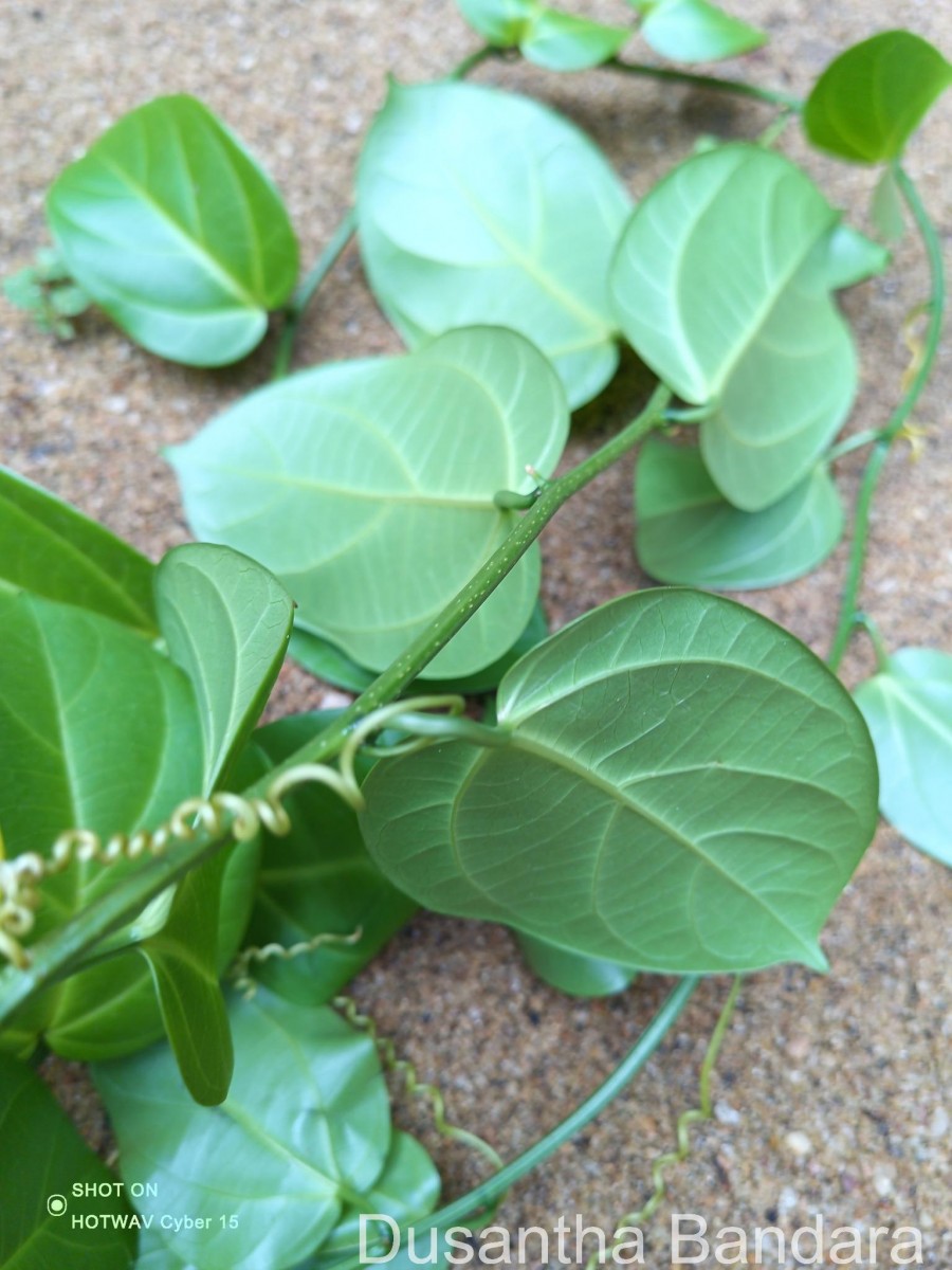 Zanonia indica subsp. indica L.