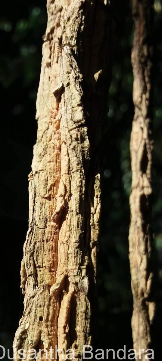 Zanonia indica subsp. indica L.