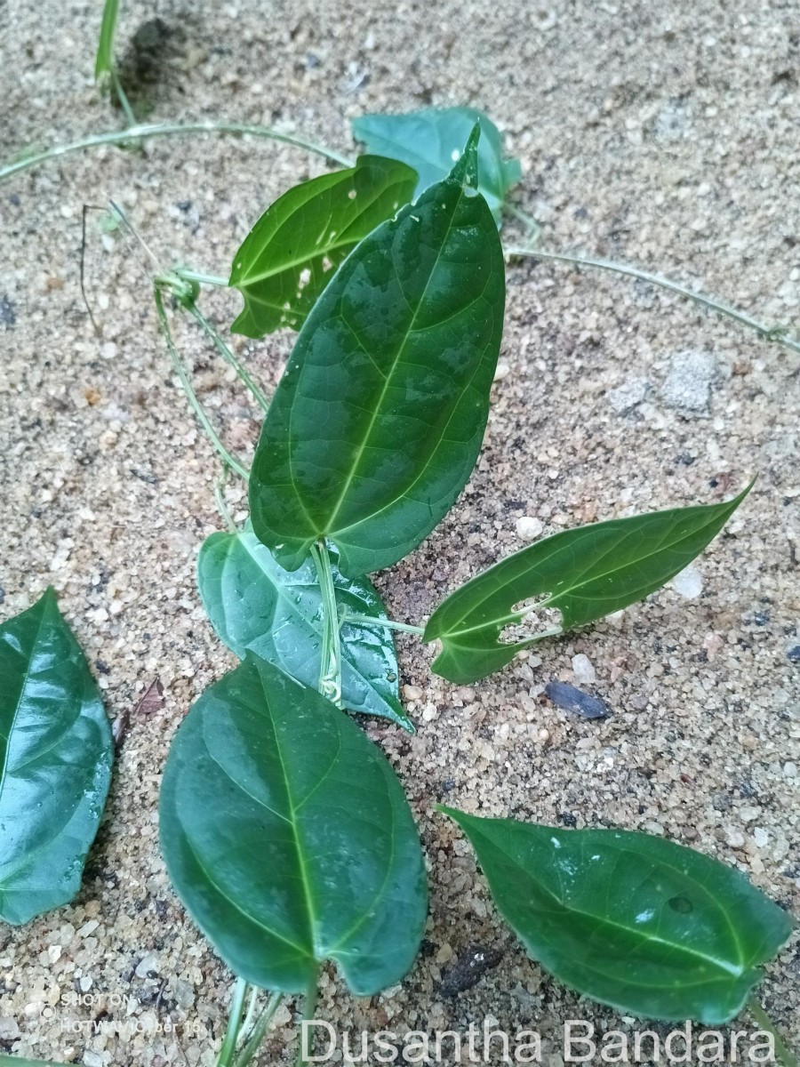 Zanonia indica subsp. indica L.