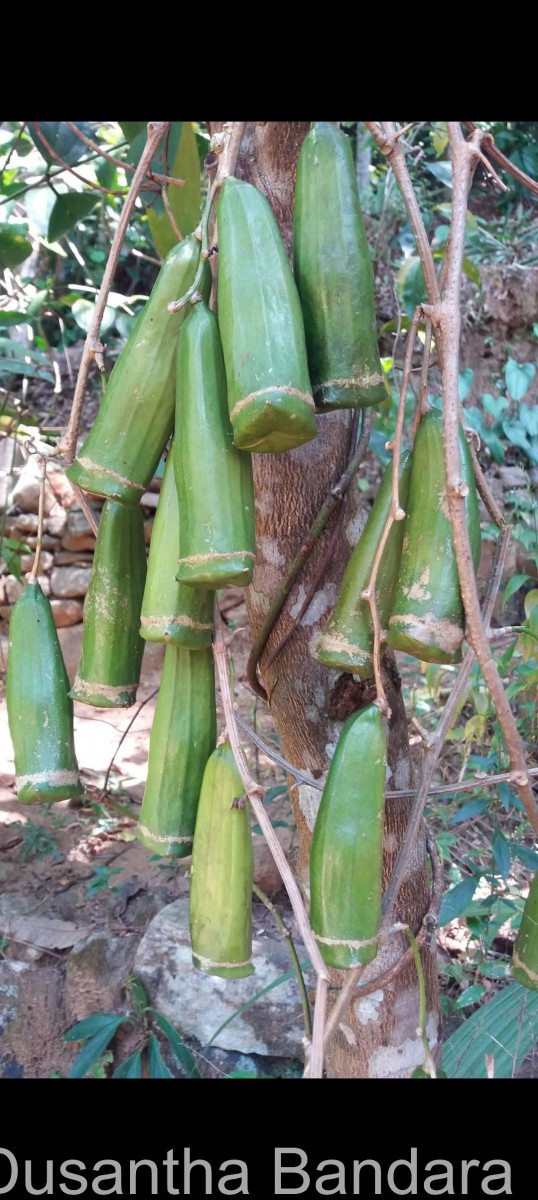 Zanonia indica subsp. indica L.
