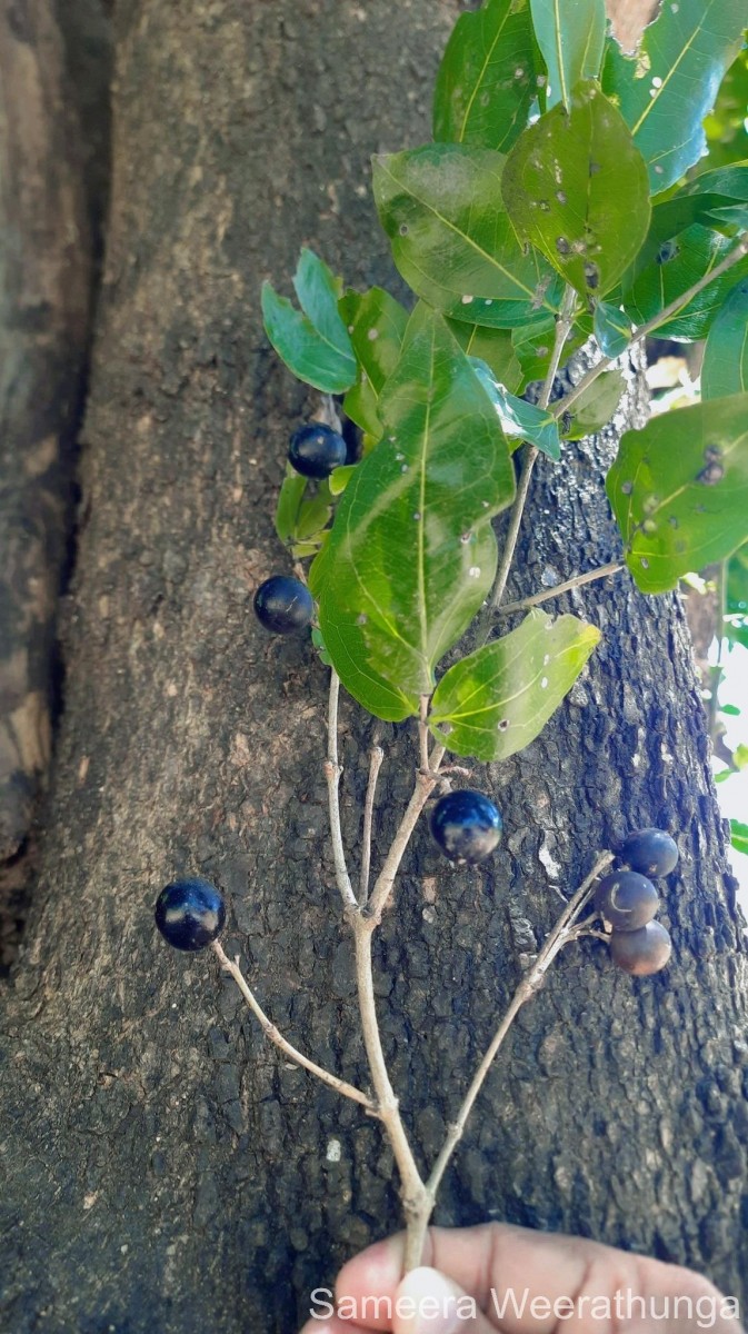 Strychnos potatorum L.f.