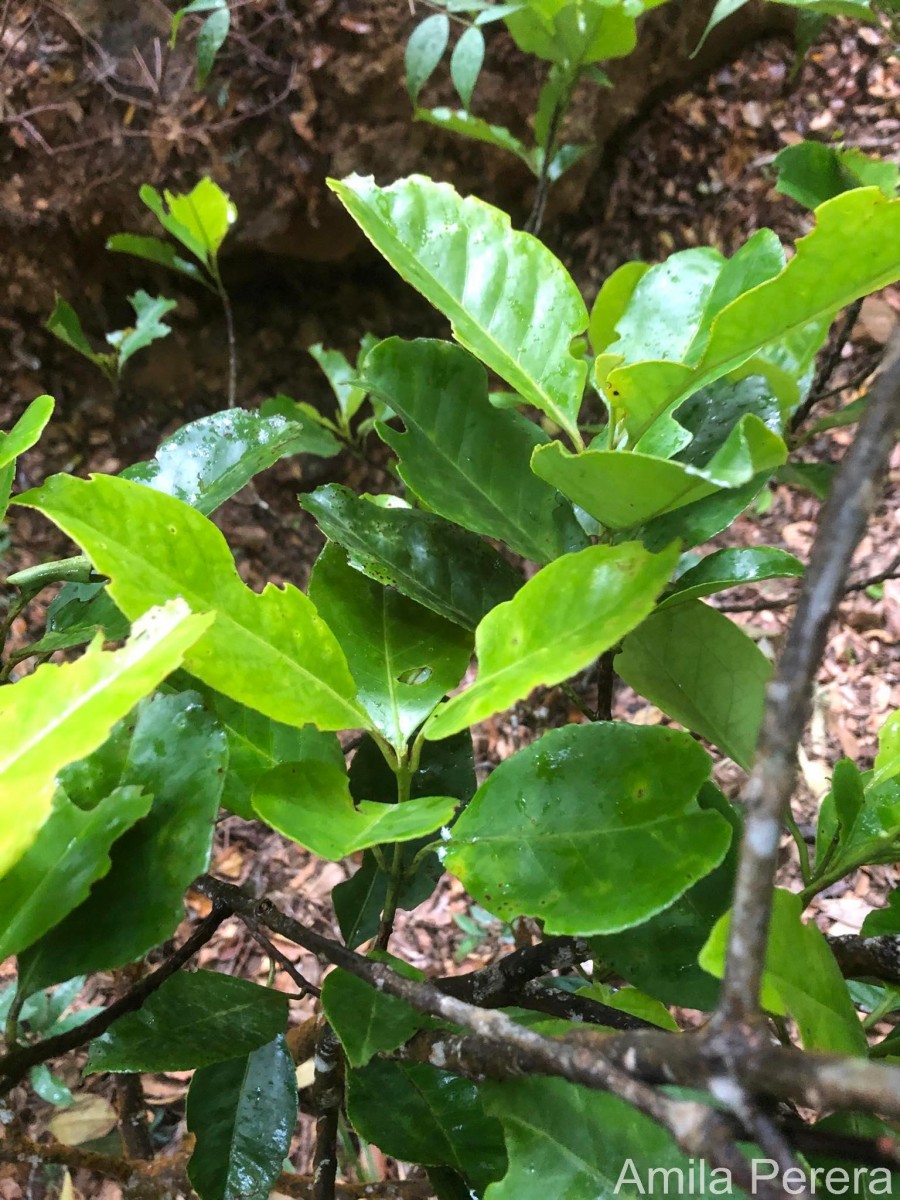 Kokoona zeylanica Thwaites
