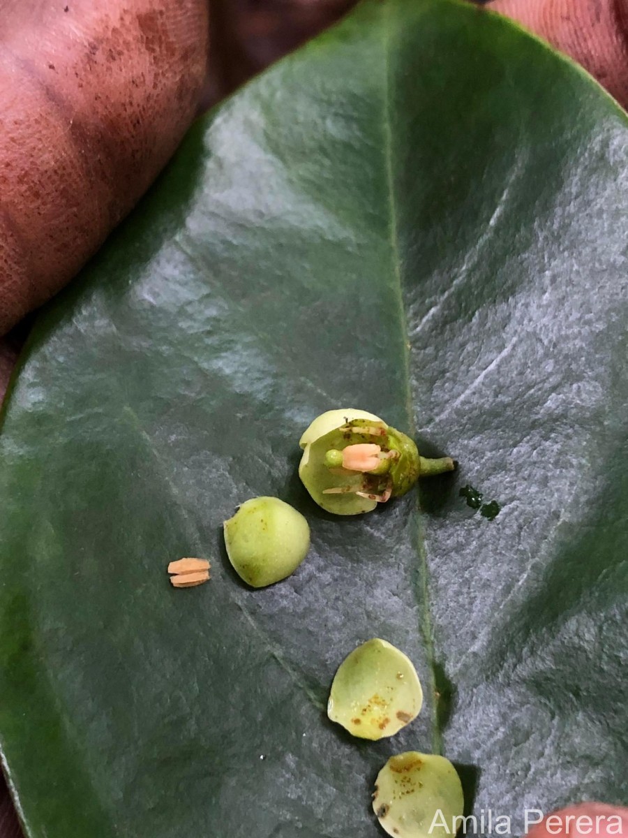 Kokoona zeylanica Thwaites