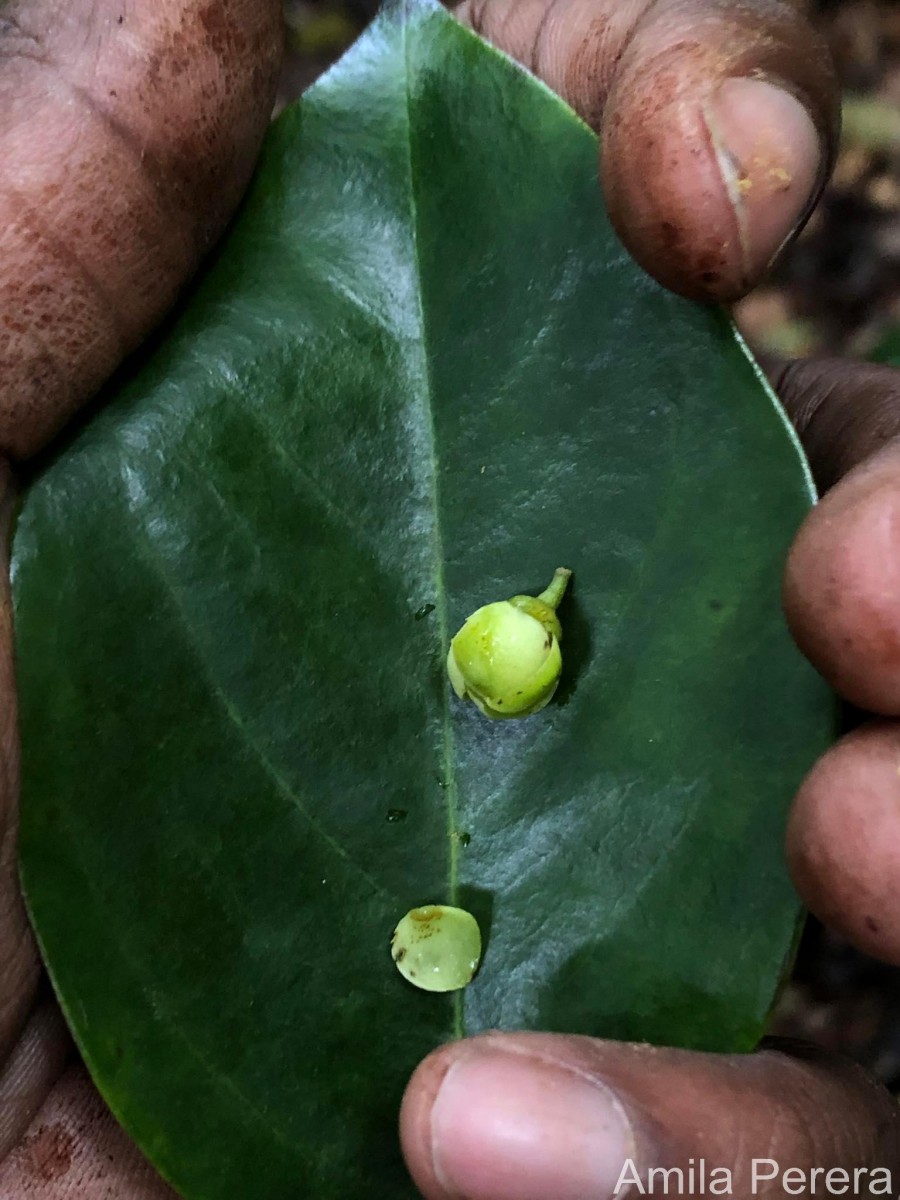 Kokoona zeylanica Thwaites