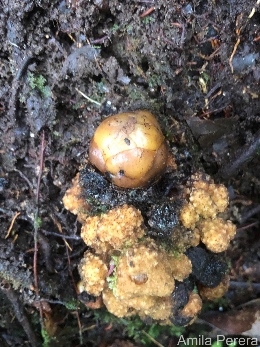 Balanophora fungosa J.R.Forst. & G.Forst.