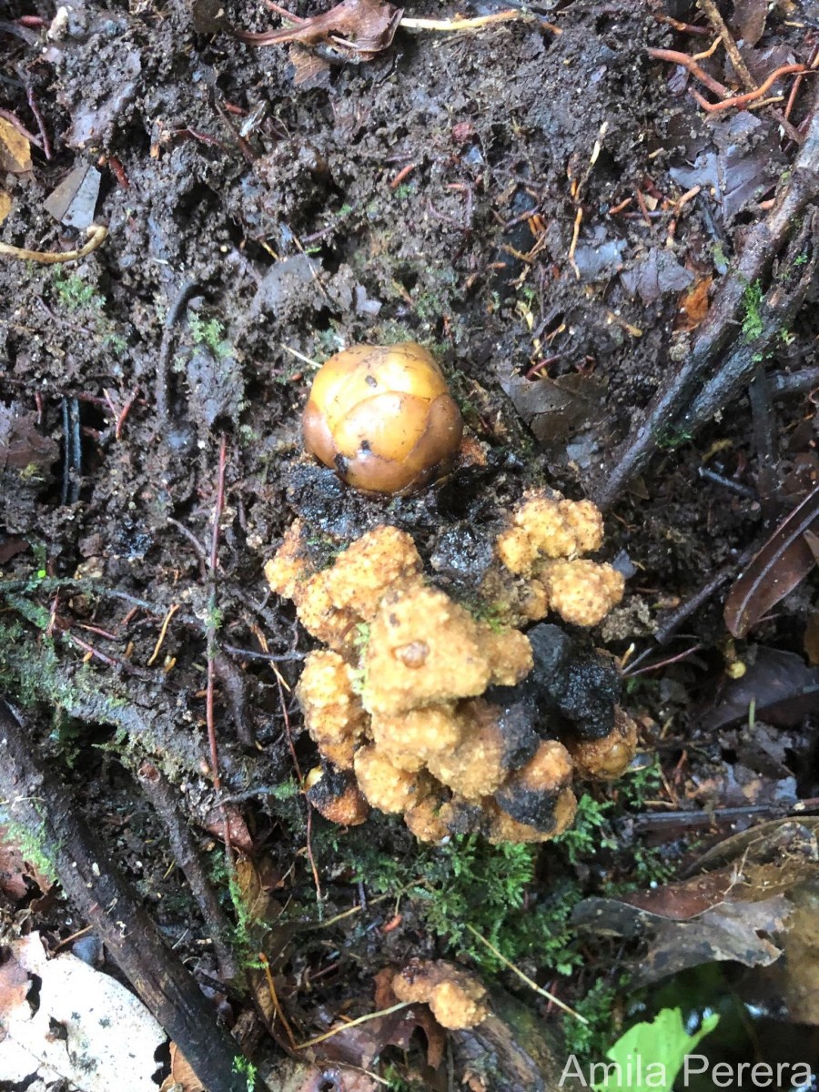 Balanophora fungosa J.R.Forst. & G.Forst.